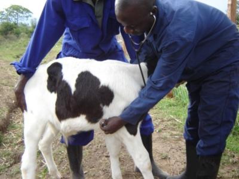 Assisting with birth in cattle, goats and sheep (new) | Infonet Biovision  Home.