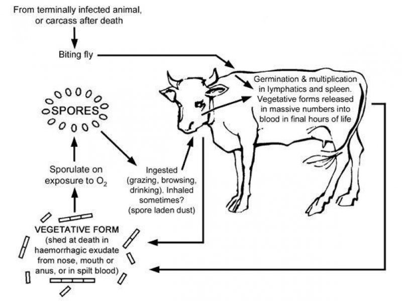 Diseases Killing Very Fast Killer Diseases New Infonet Biovision   Anthrax 