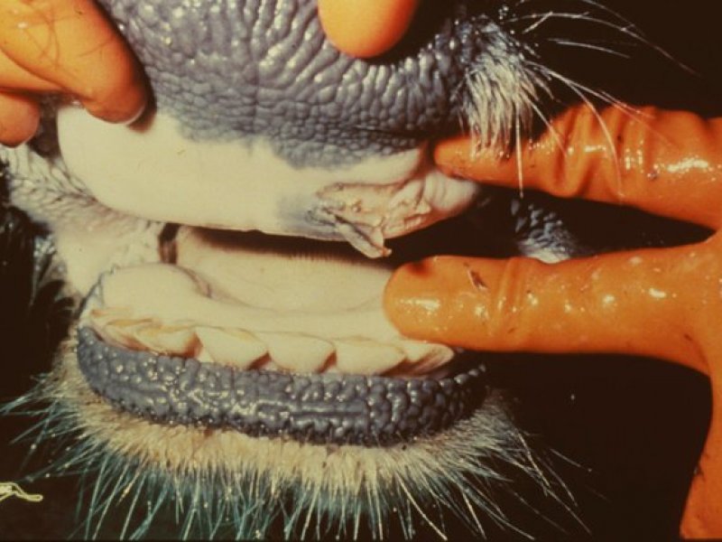 Diagnosis of Animal Diseases (new) | Infonet Biovision Home. Diagnosis of Animal Diseases (new) | Infonet Biovision Home.