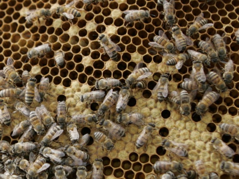 Beekeeping | Infonet Biovision Home.