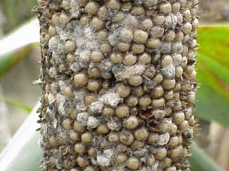 Ⓒ Reproduced from PEARL MILLET DISEASES - A Compilation of Information of the Known Pathogens of Pearl Millet (http://www.tifton.uga.edu/fat/pearlmilletdiseases.htm) 