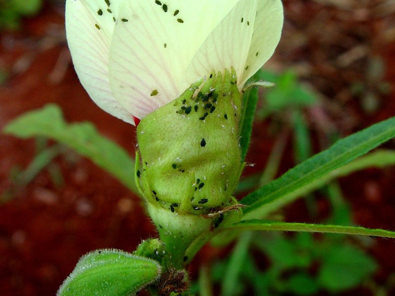 Okra (Revised) | Infonet Biovision Home.