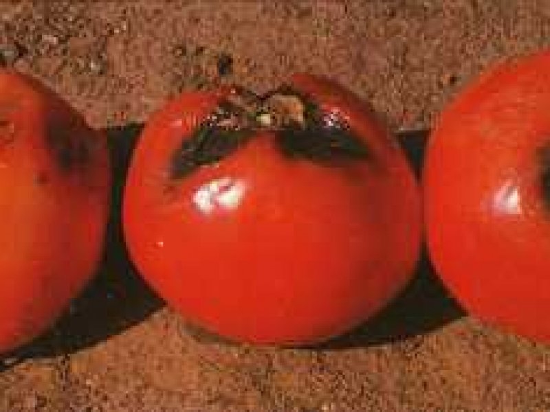 Ⓒ Allen Stevens and Jon Watterson, Seminis Vegetable Seeds, Inc. 
