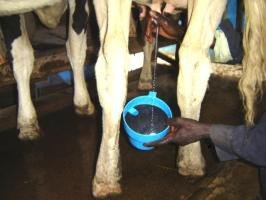 Use of strip cup for testing Mastitis Use of strip cup for testing Mastitis