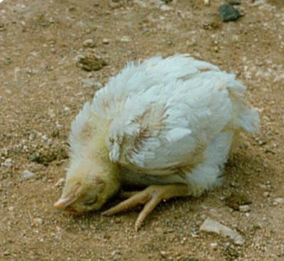 Newcastle disease in a broiler chick: twisted head Newcastle disease in a broiler chick: twisted head