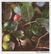 Acokanthera fruits