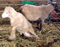 Copper deficiency in Lambs Copper deficiency in Lambs