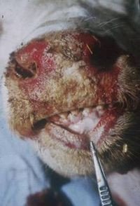 Ulcerated nose and mouth of a cow with mucosal disease Ulcerated nose and mouth of a cow with mucosal disease