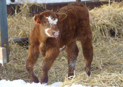 Calf with Navel III Calf with Navel III