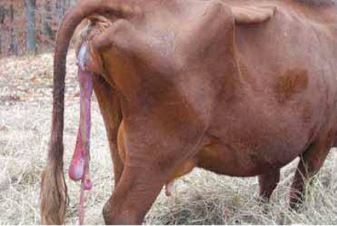 Retained placenta problems in cows