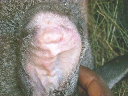 Example of ear canker on Rabbit