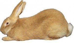 Flemish giant 