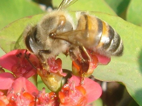 Worker bee