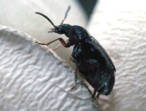 The cowpea weevil Callosobruchus maculatus on cowpea (Vigna unguiculata) seeds. Adults are 2 to 3.5 mm long The cowpea weevil Callosobruchus maculatus on cowpea (Vigna unguiculata) seeds. Adults are 2 to 3.5 mm long