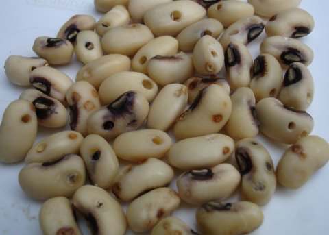 Cowpea damaged by cowpea seed beetles and weevils (Callosobruchus spp.)