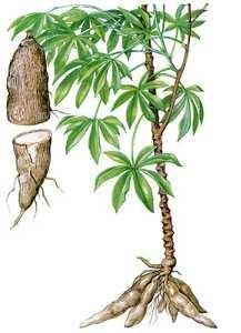 Cassava (Manihot Esculenta) | Infonet Biovision Home.