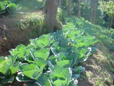 Glory of Enkuizen cabbge planted in strips Glory of Enkuizen cabbge planted in strips