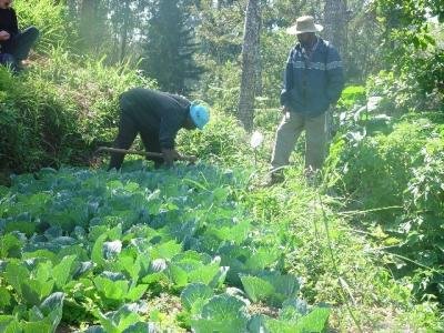 Hand weeding in a cabbage plot Hand weeding in a cabbage plot
