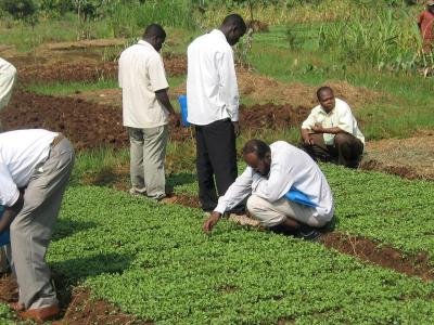 Scouting on a kale nursery by icipe trainees Scouting on a kale nursery by icipe trainees