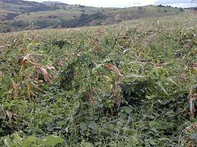 Cowpea being grown as a cover crop in a conservation agricultural project Cowpea being grown as a cover crop in a conservation agricultural project