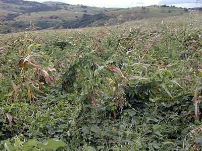 Cowpea being grown as a cover crop in a conservation agricultural project 