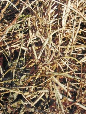 Cowpeas ready for threshing Cowpeas ready for threshing