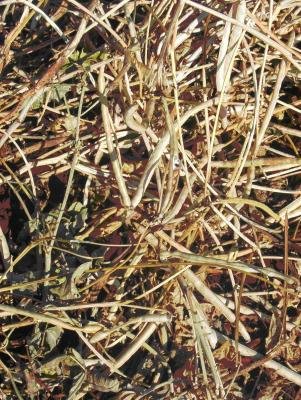 Cowpeas ready for threshing