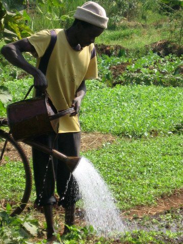 A smallholder farmer watering a kale nursery bed A smallholder farmer watering a kale nursery bed