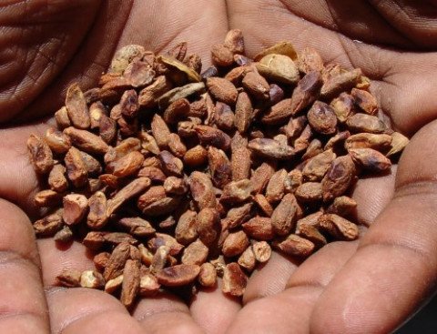 Neem seeds