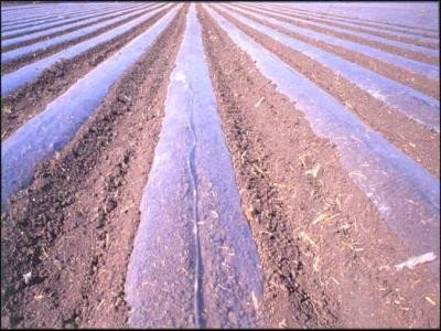 Soil solarization with plastic planes Soil solarization with plastic planes