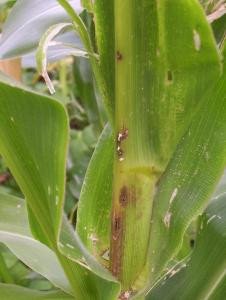 Stem damage on maize stalk by African maize stalk borer Stem damage on maize stalk by African maize stalk borer