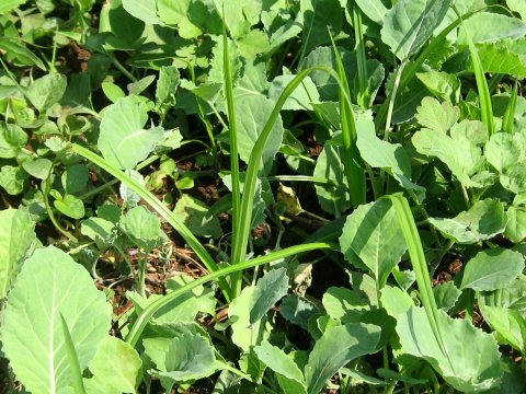 Nut grass(<i>Cyperus rotundus </i>) in kale nursery seedbed Nut grass(<i>Cyperus rotundus </i>) in kale nursery seedbed