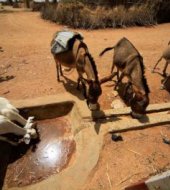 Water for livestock