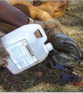 Treatment of hoof rot with Formalin
